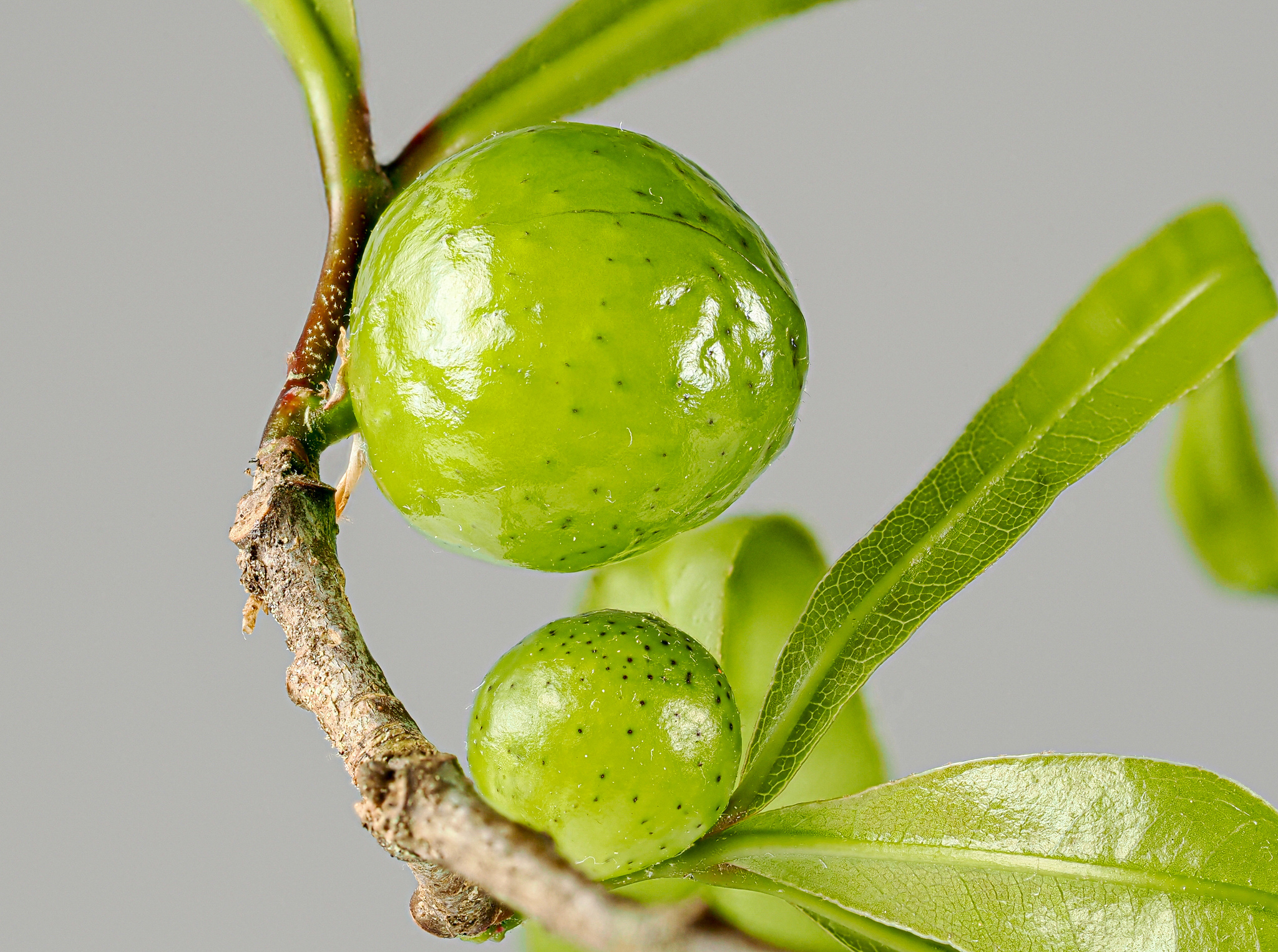 Gall image
