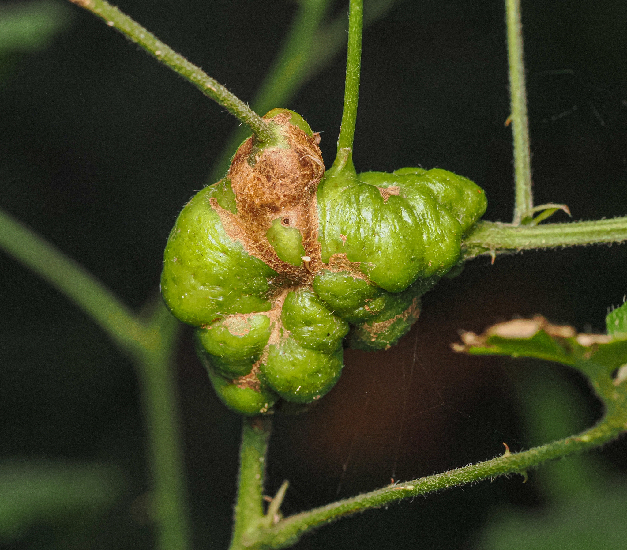 Gall image