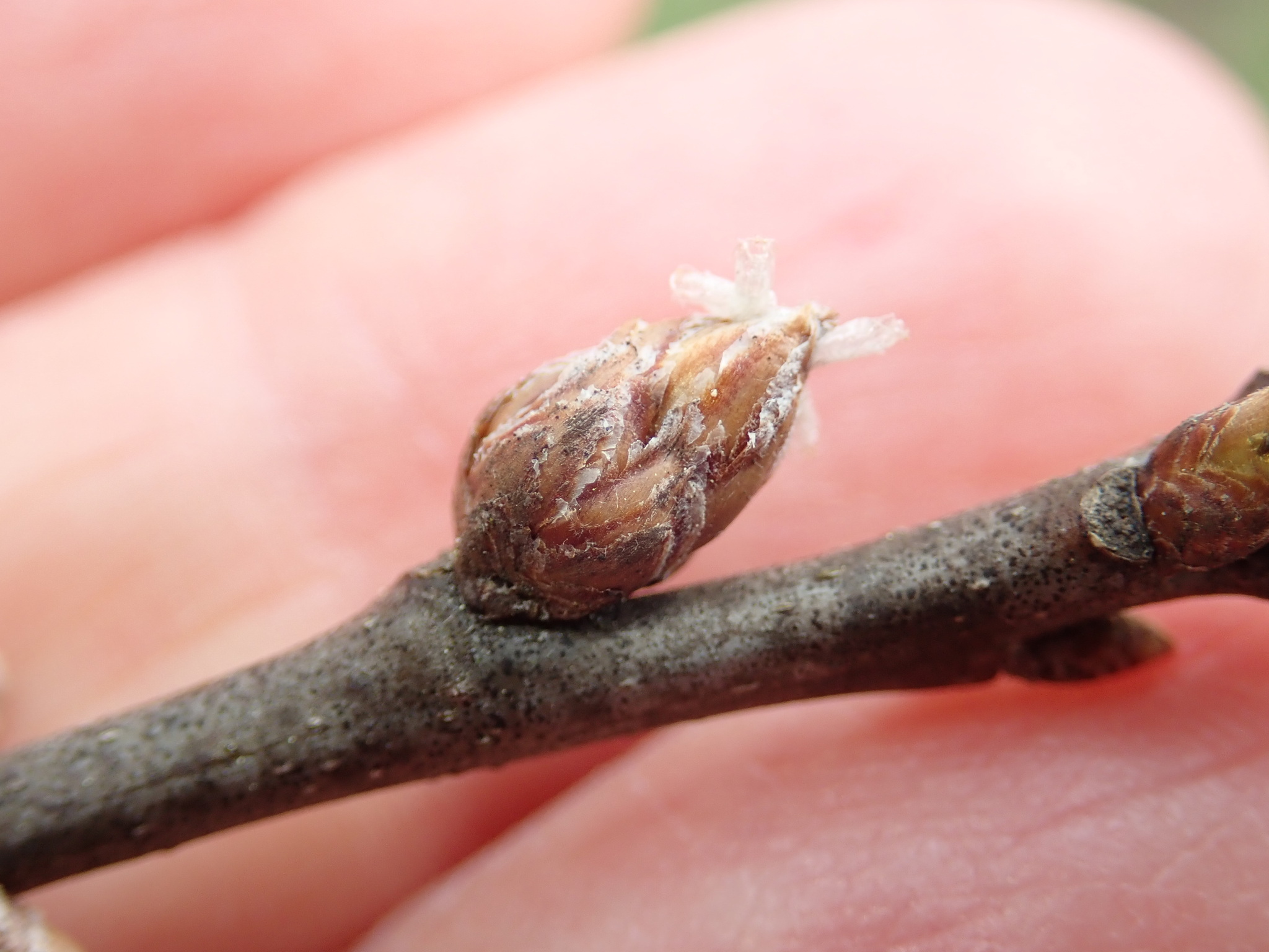 Gall image