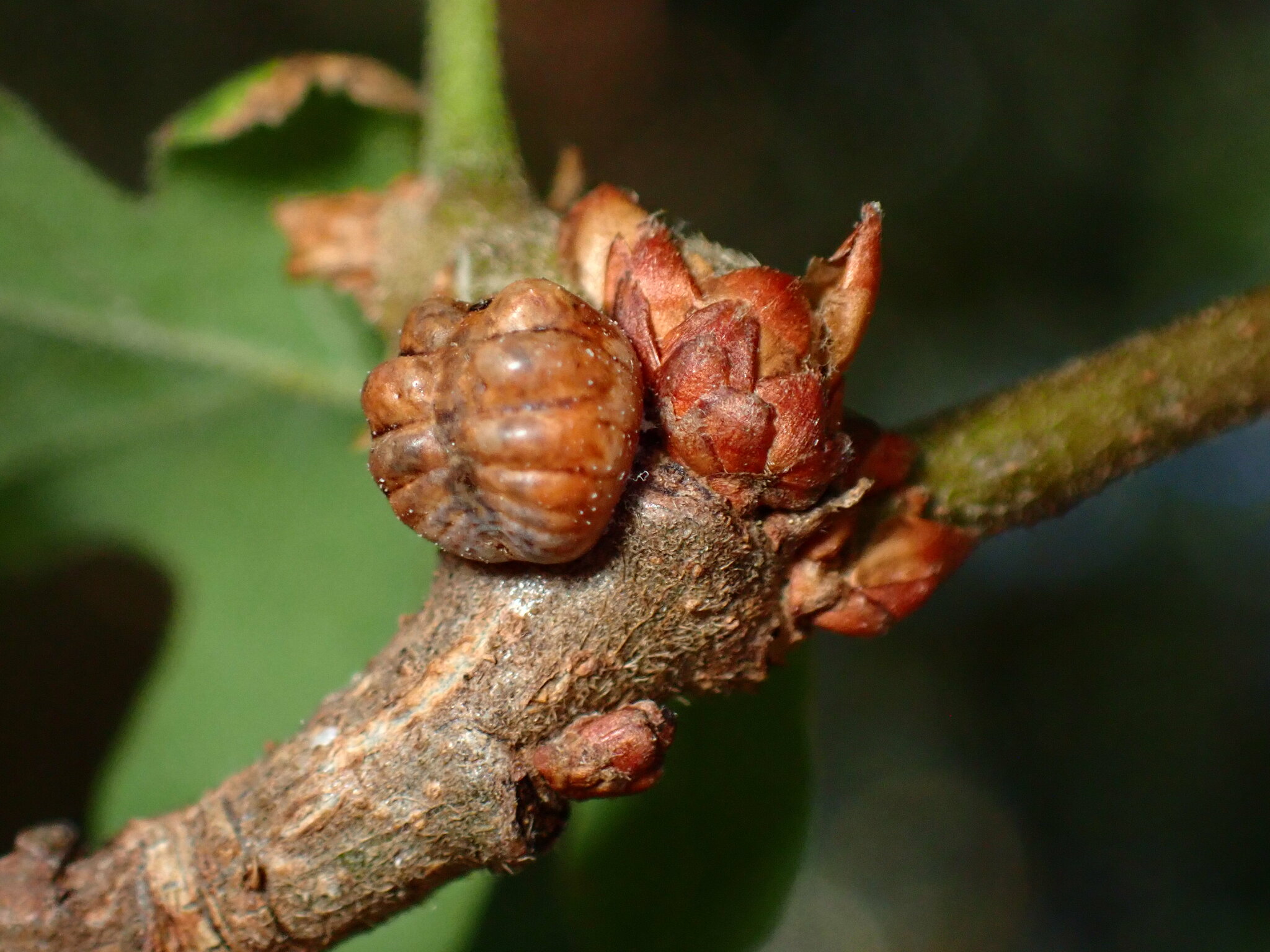 Gall image