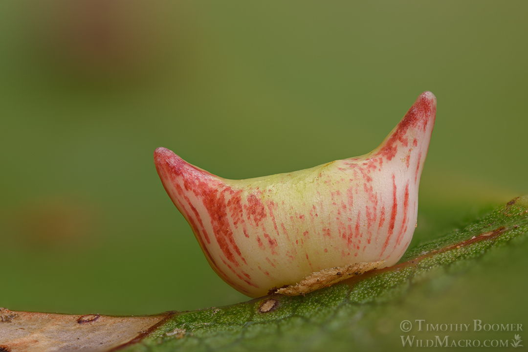 Gall image