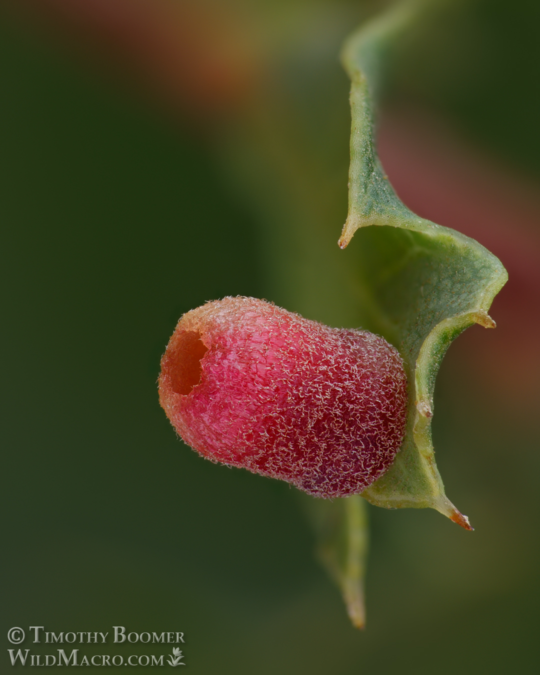 Gall image