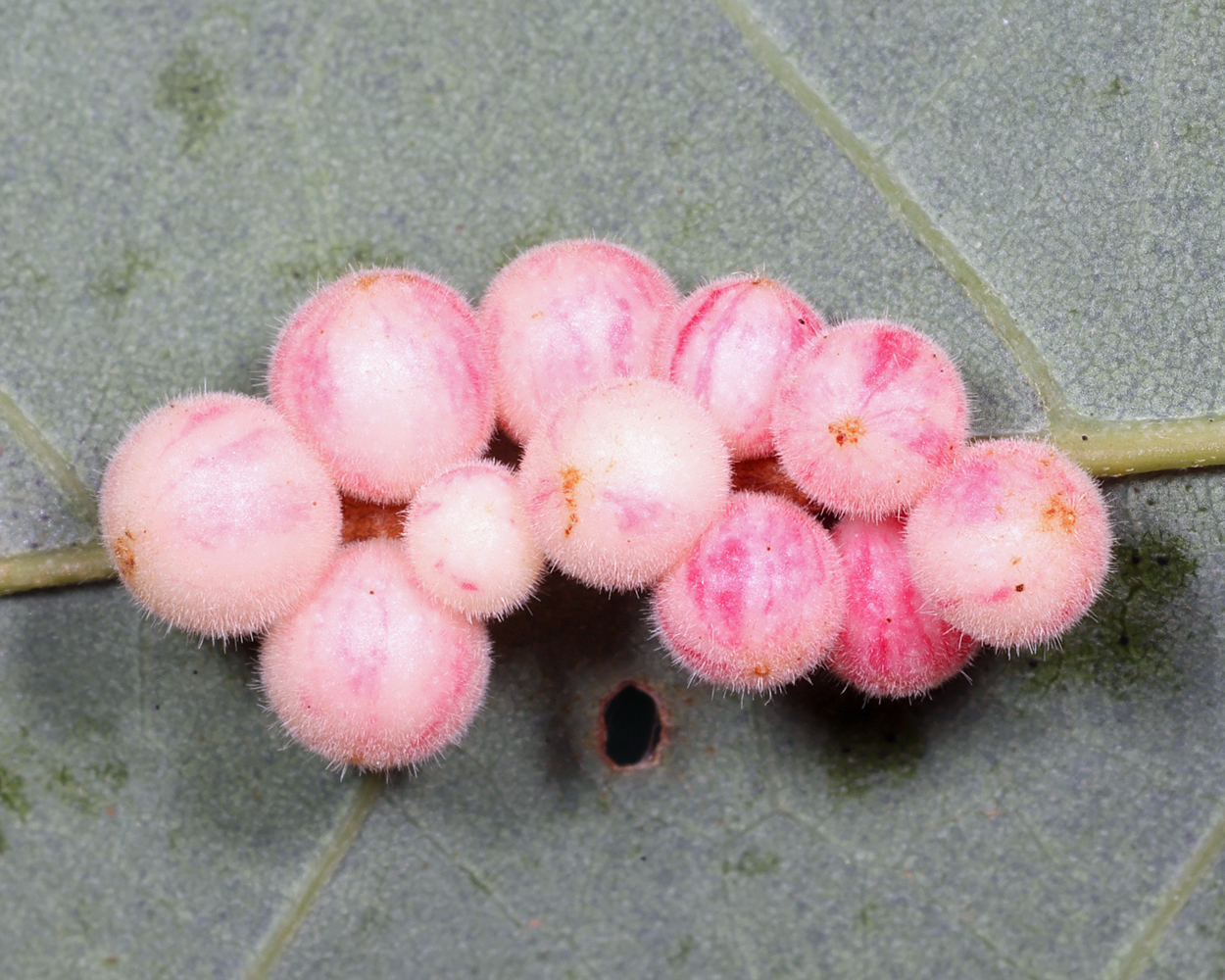 Gall image