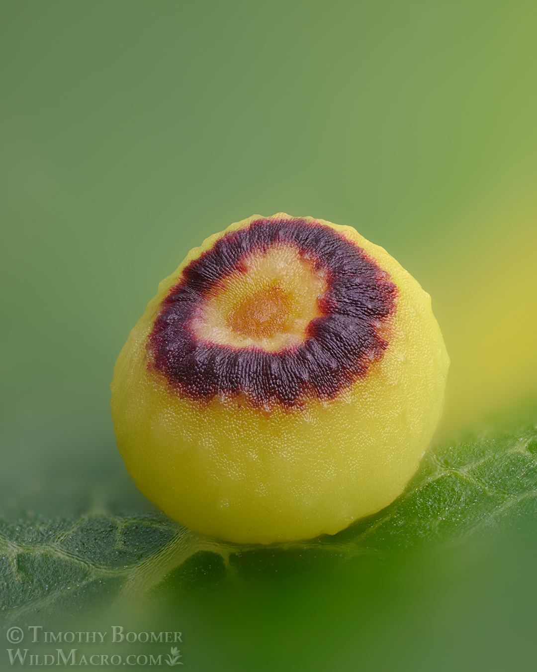 Gall image