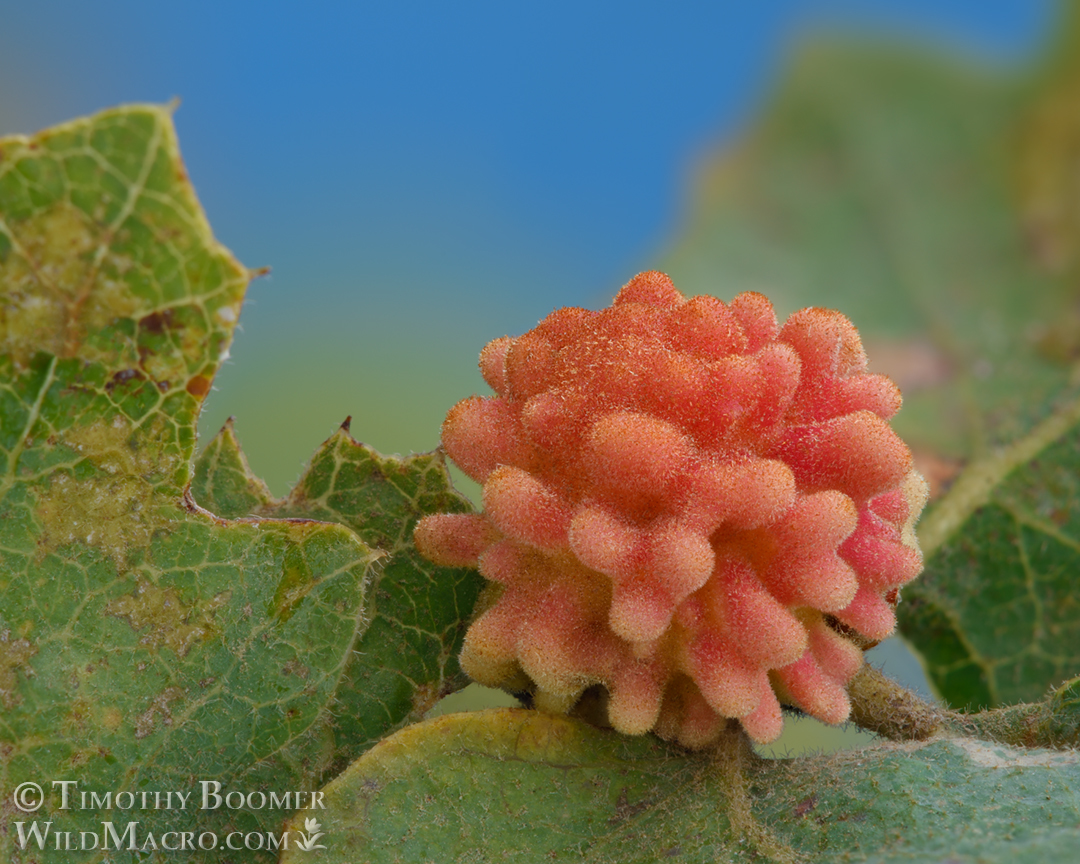 Gall image