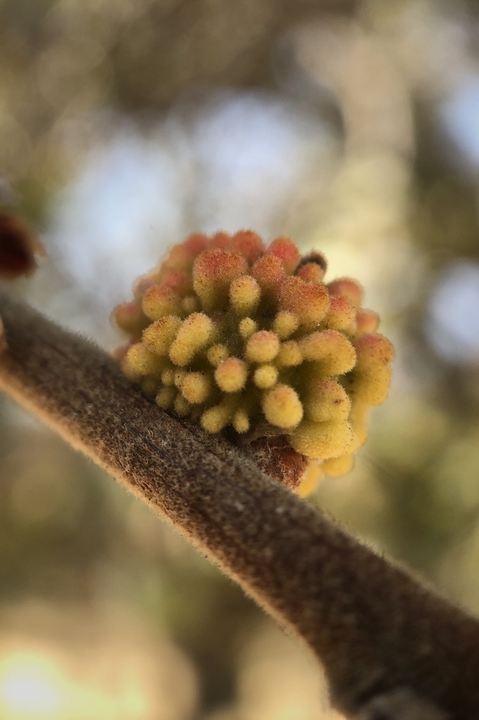 image of Burnettweldia corallina (agamic)