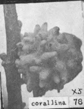 image of Burnettweldia corallina (agamic)