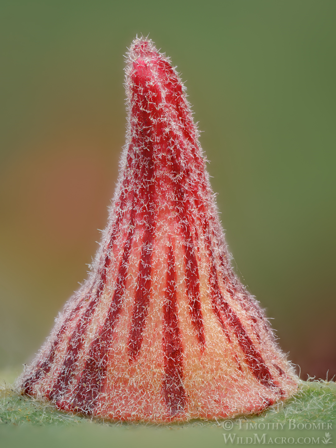 Gall image