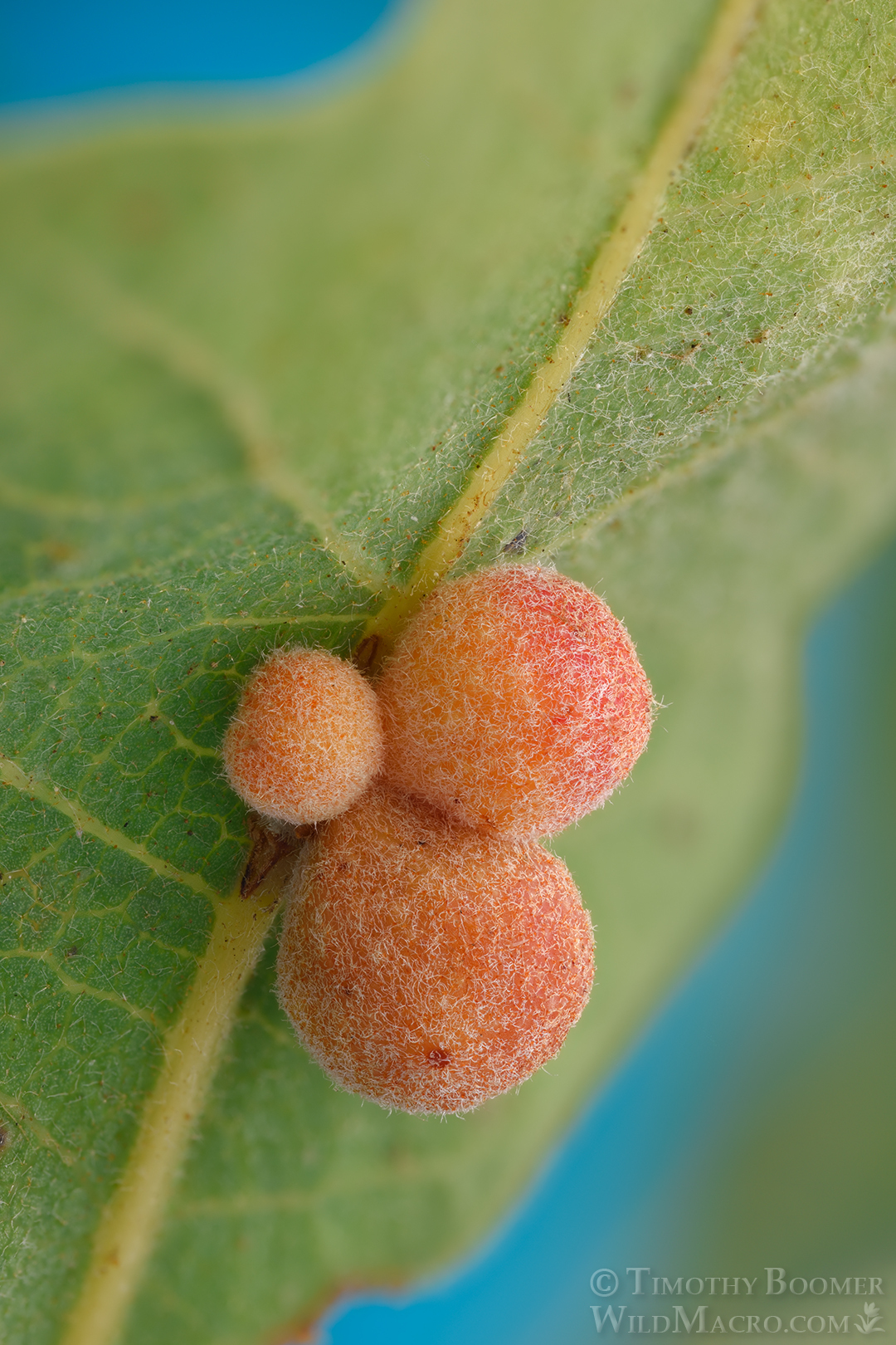 Gall image