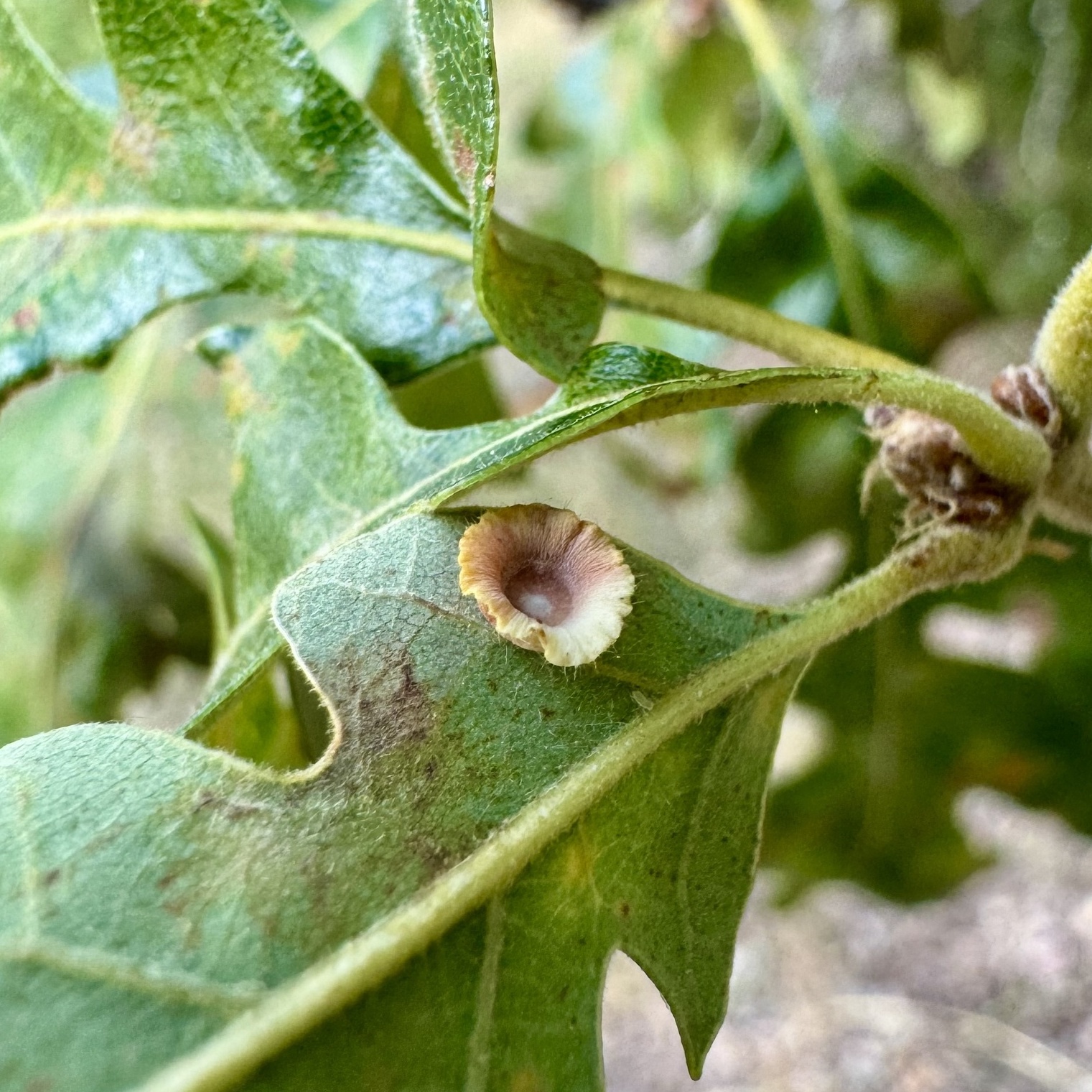 image of Feron discularis (agamic)