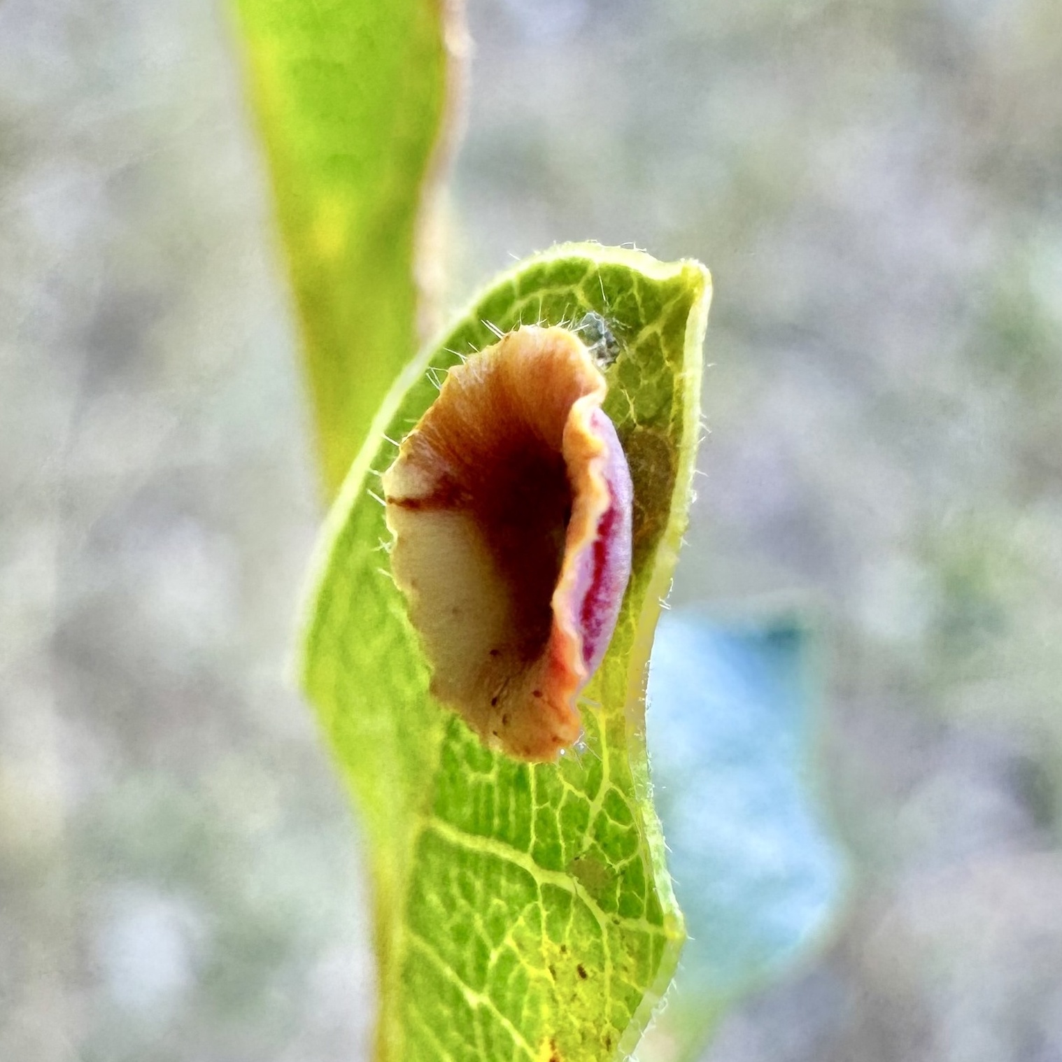 image of Feron discularis (agamic)