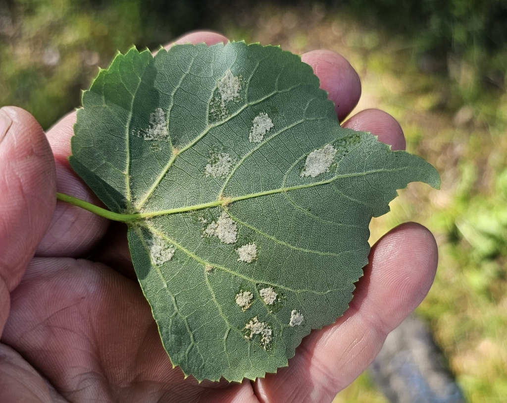 image of Eriophyes leiosoma