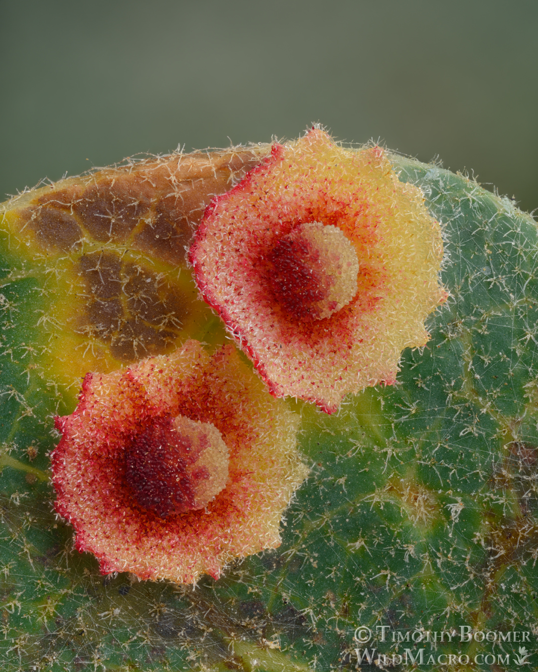 Gall image