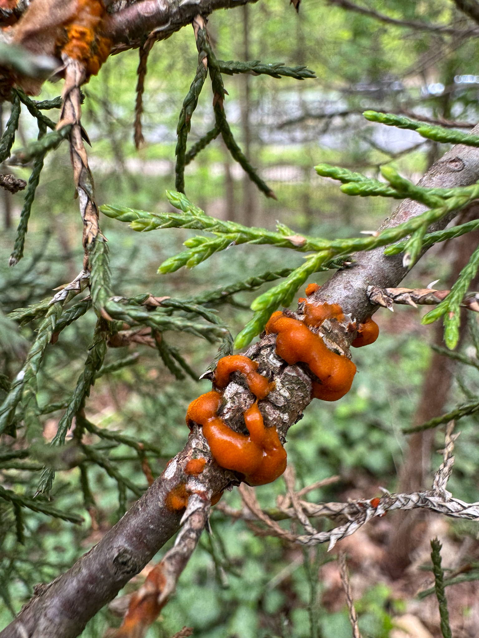 Gall image