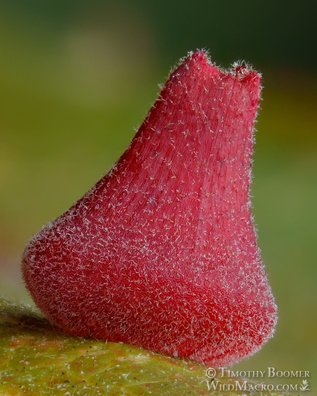Gall image
