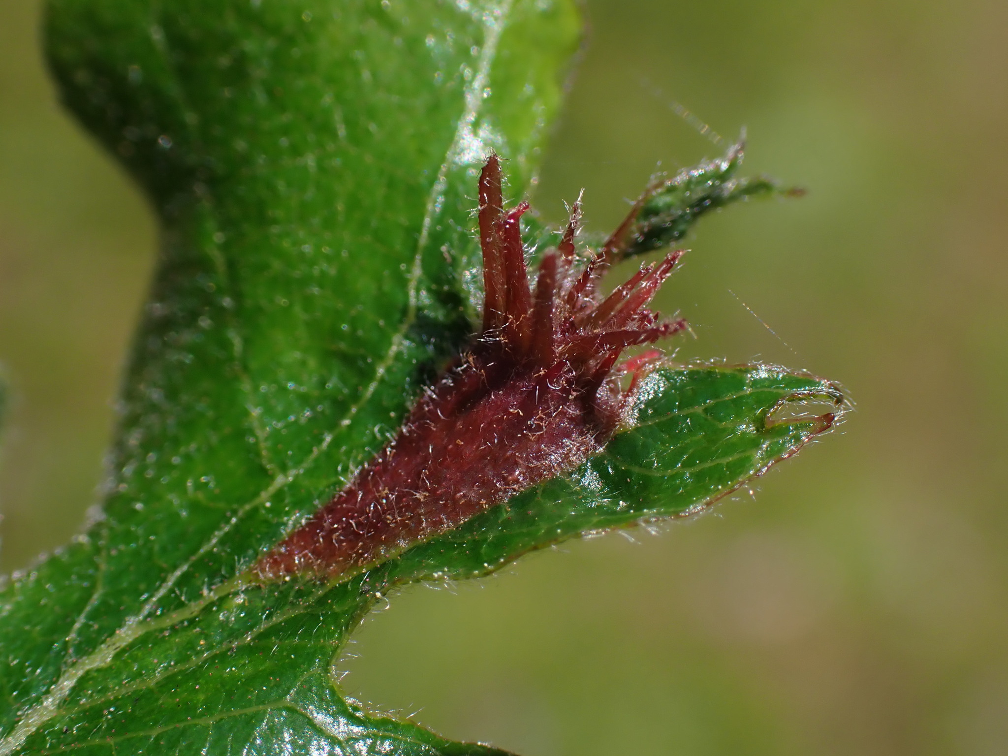 Gall image