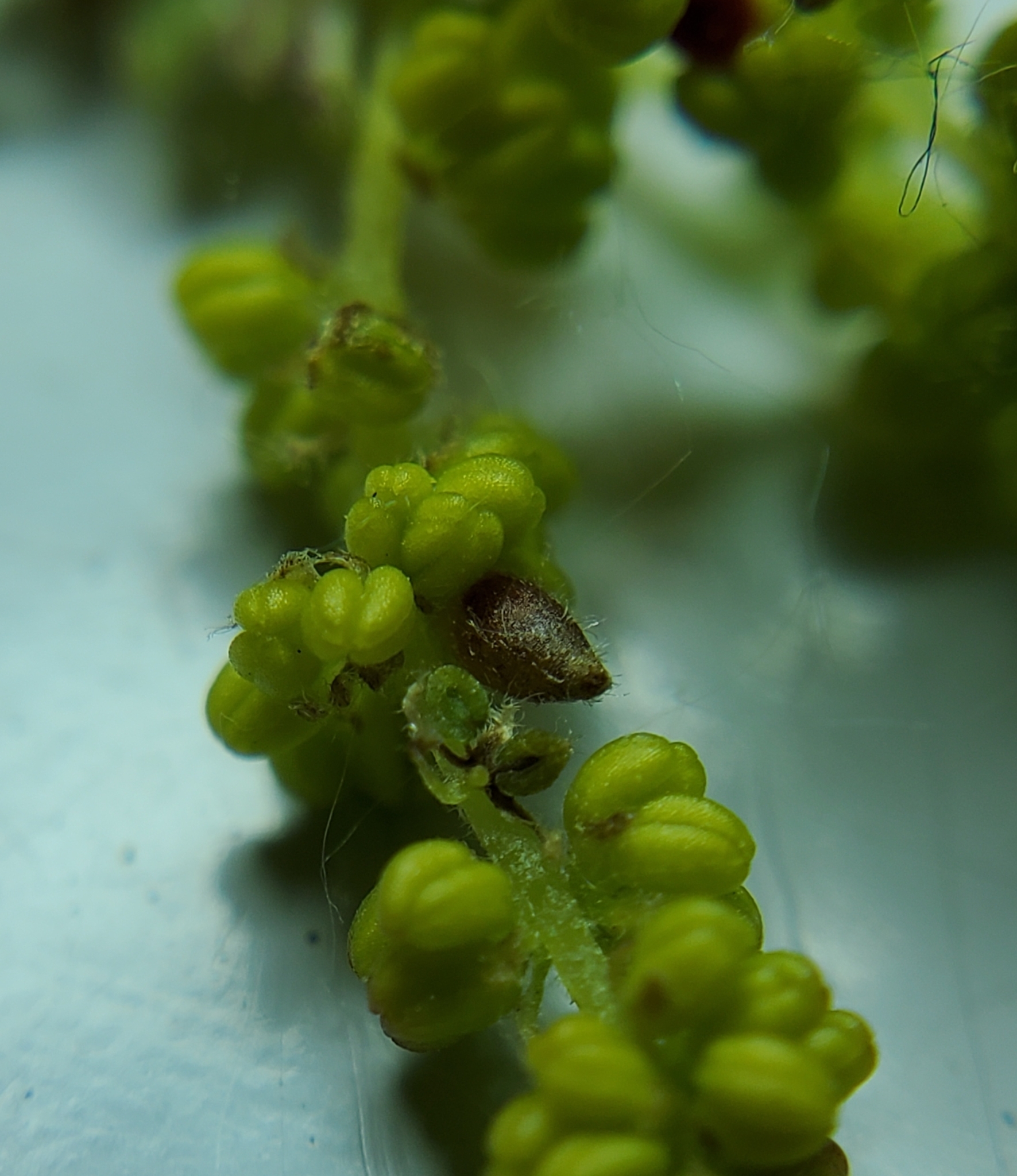 Gall image