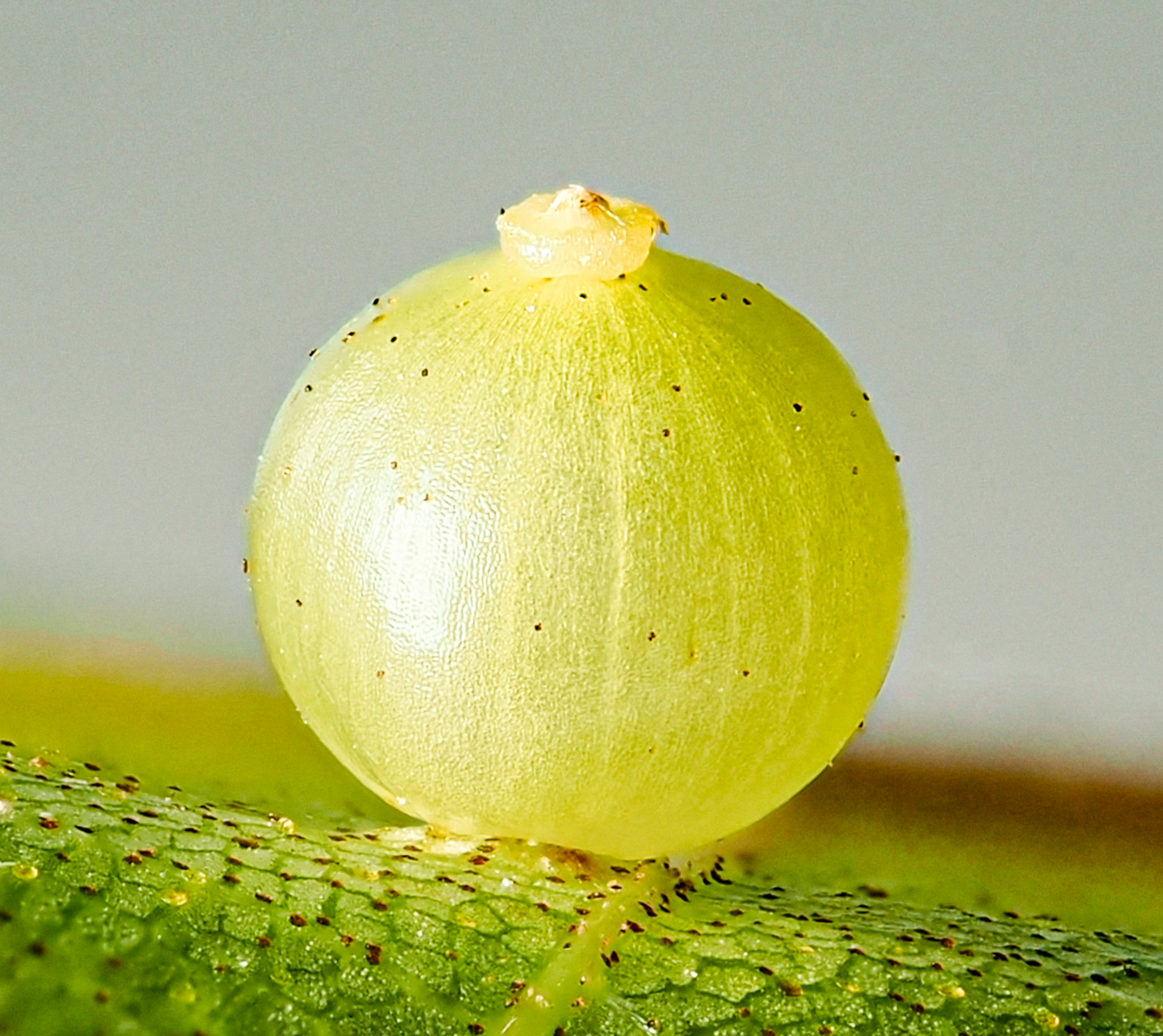 Gall image