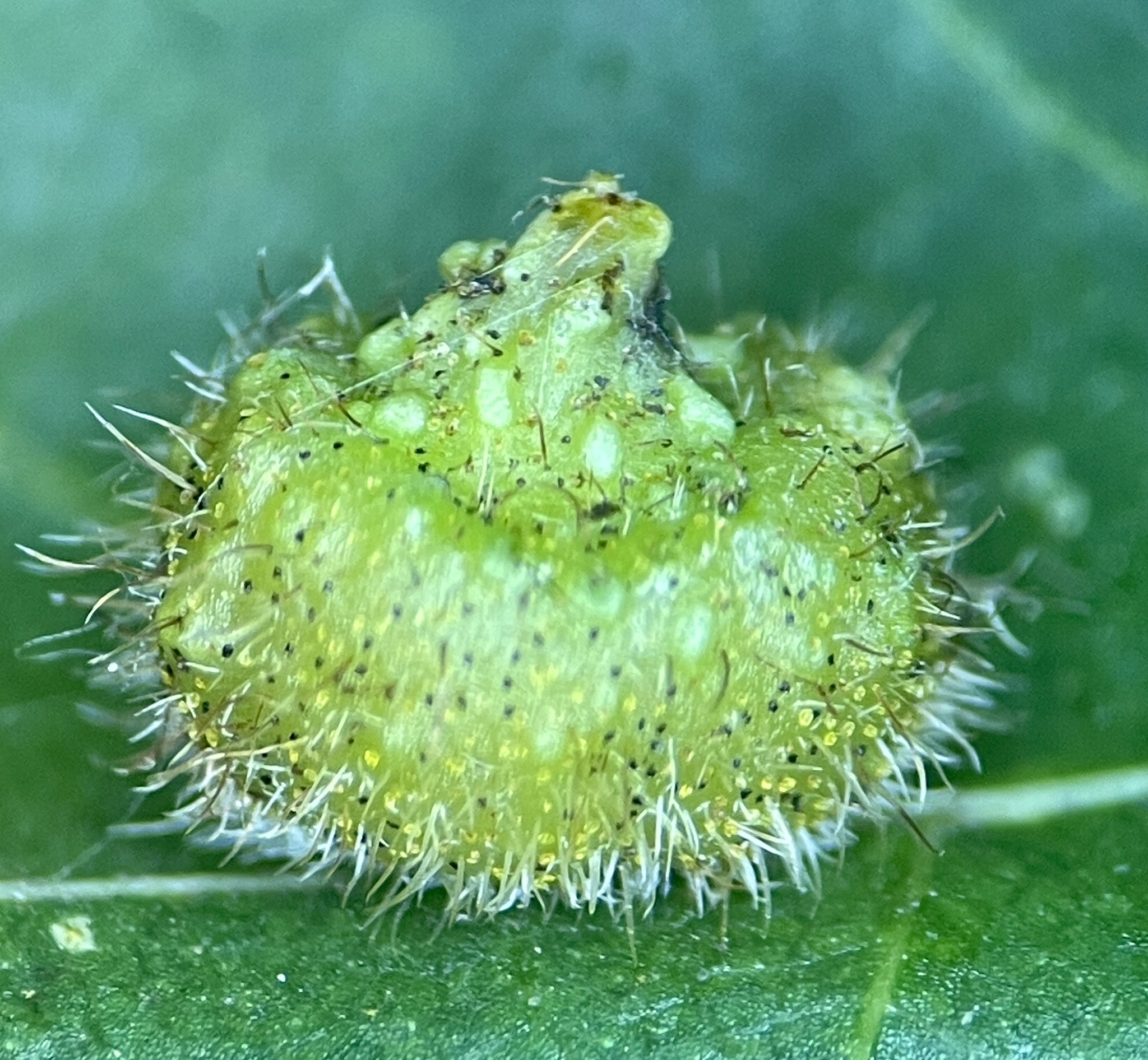 Gall image