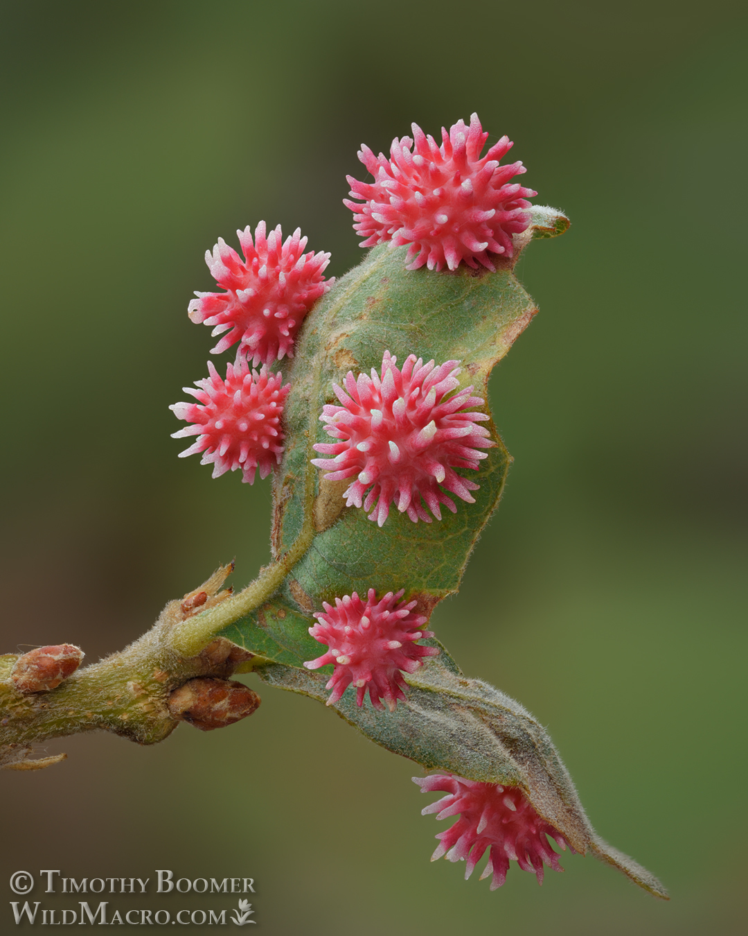 Gall image