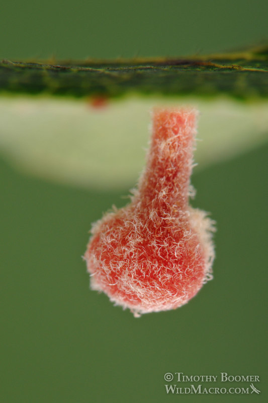 Gall image