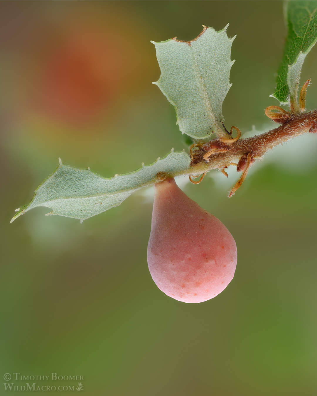 Gall image