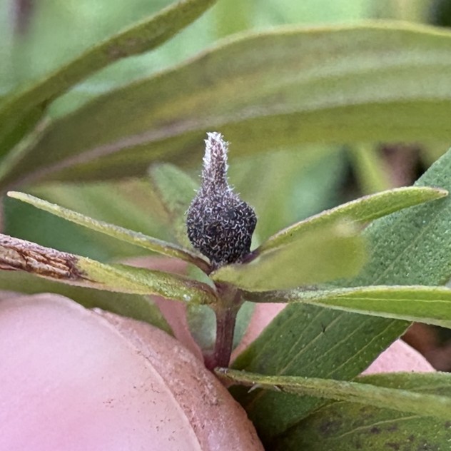 image of Ametrodiplosis geminata