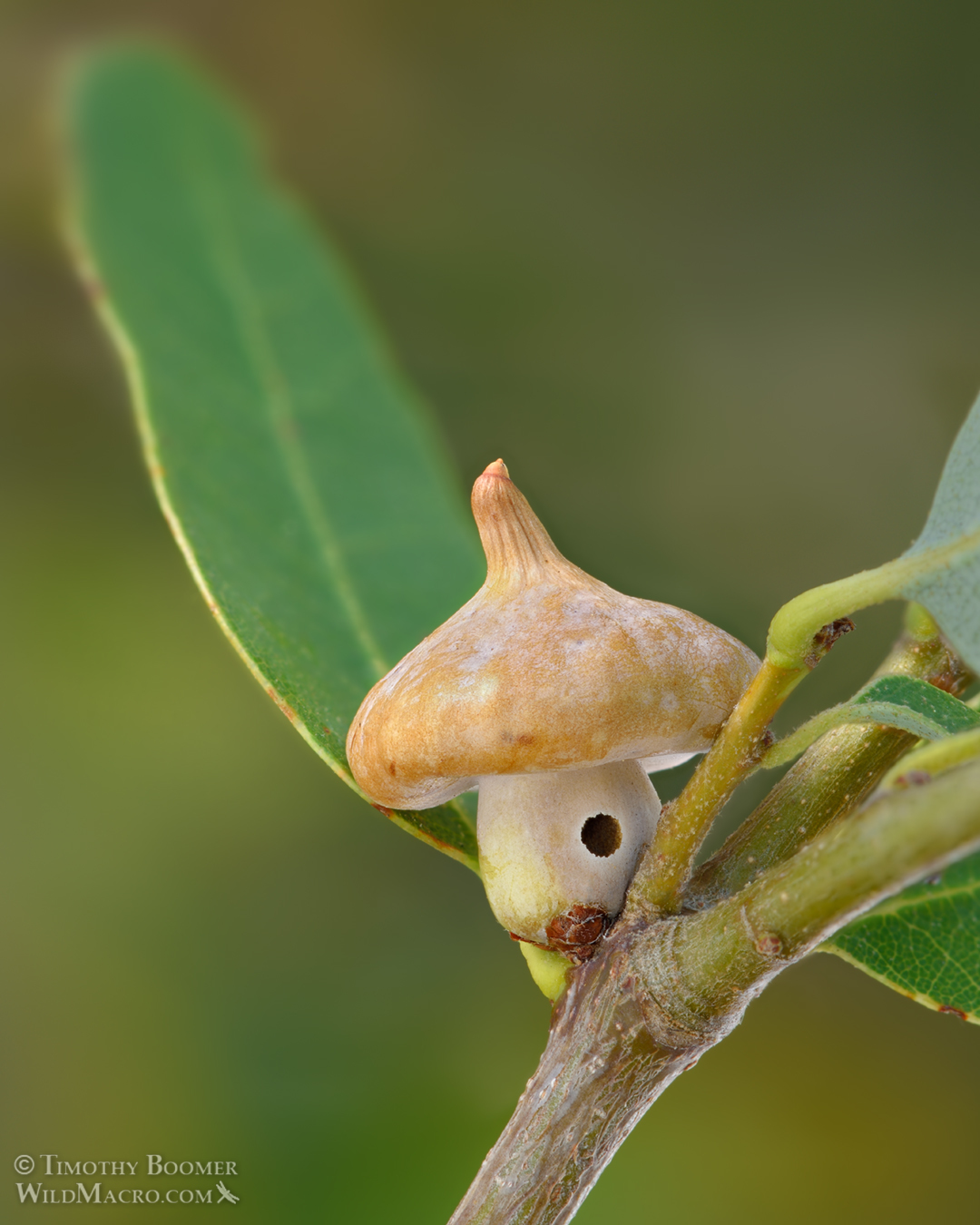 Gall image