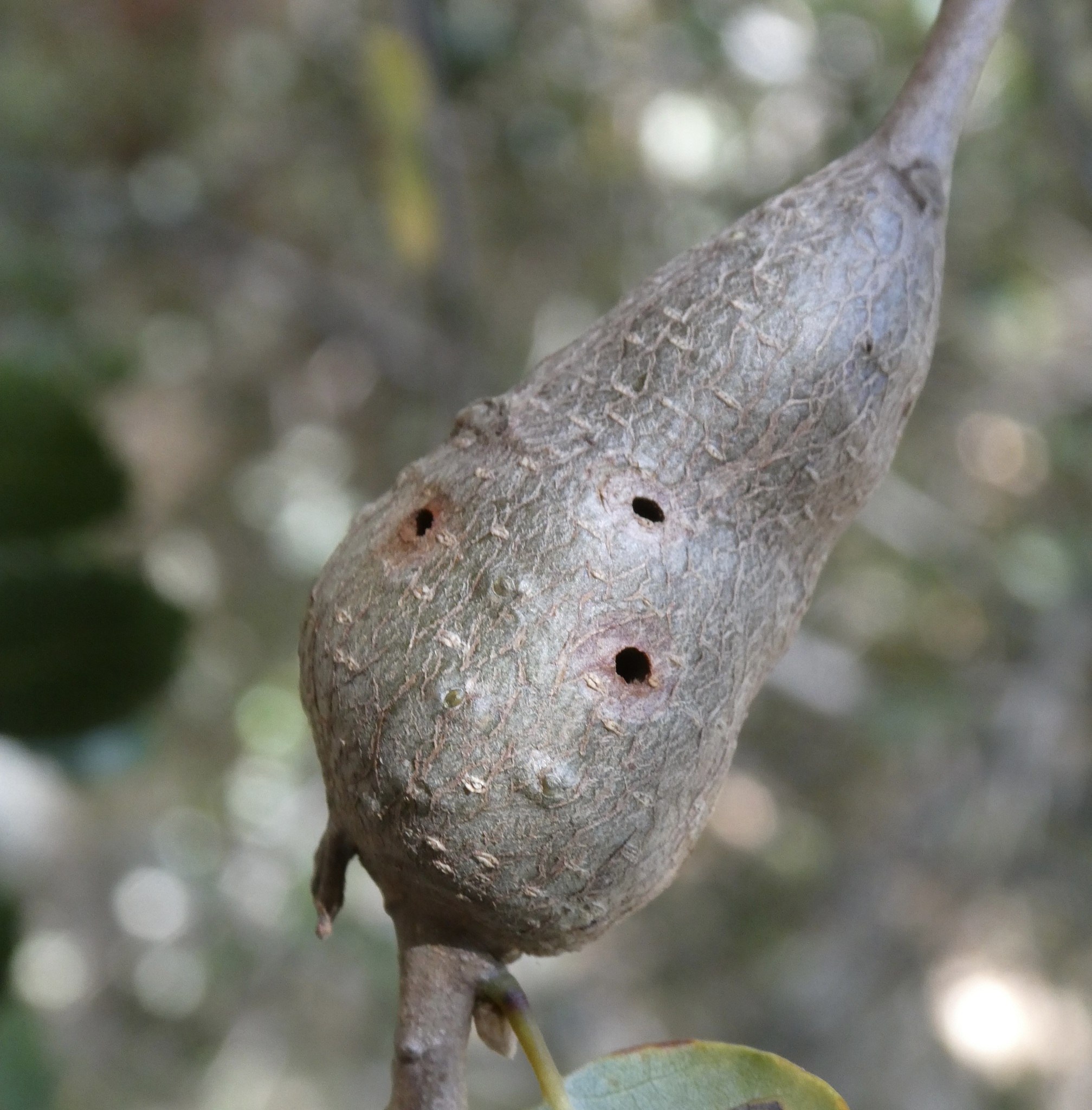 Gall image