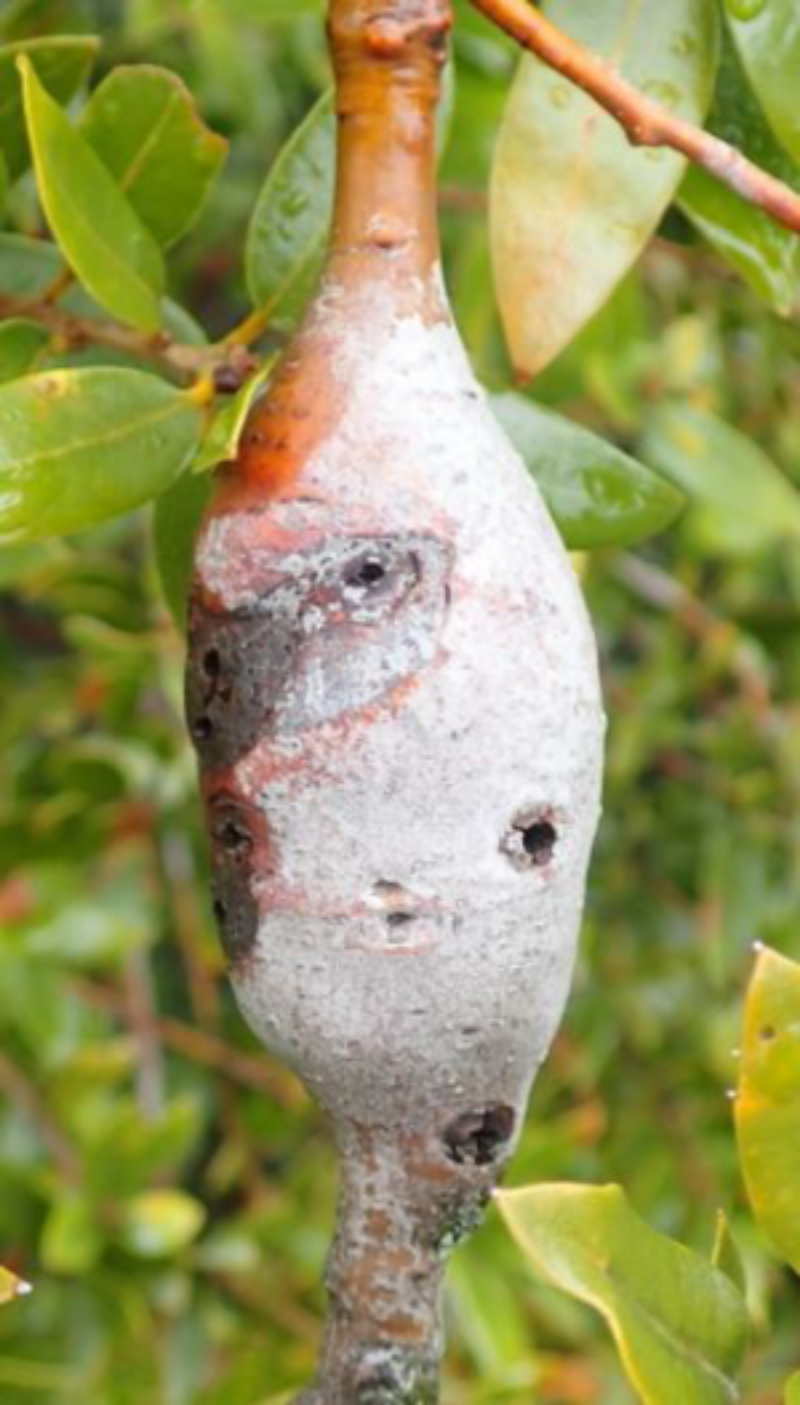 Unknown q-wislizeni-stem-swelling