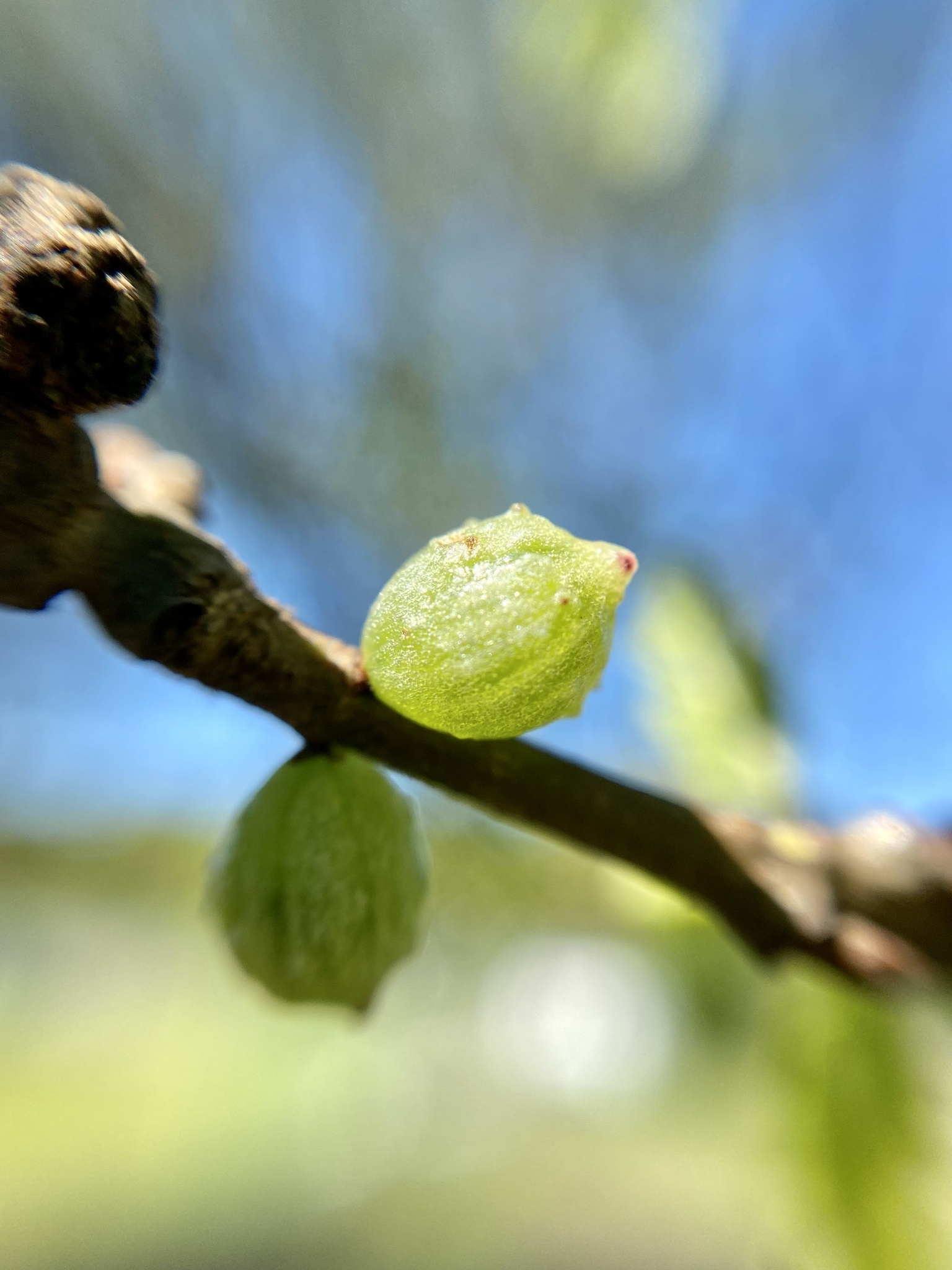 Gall image
