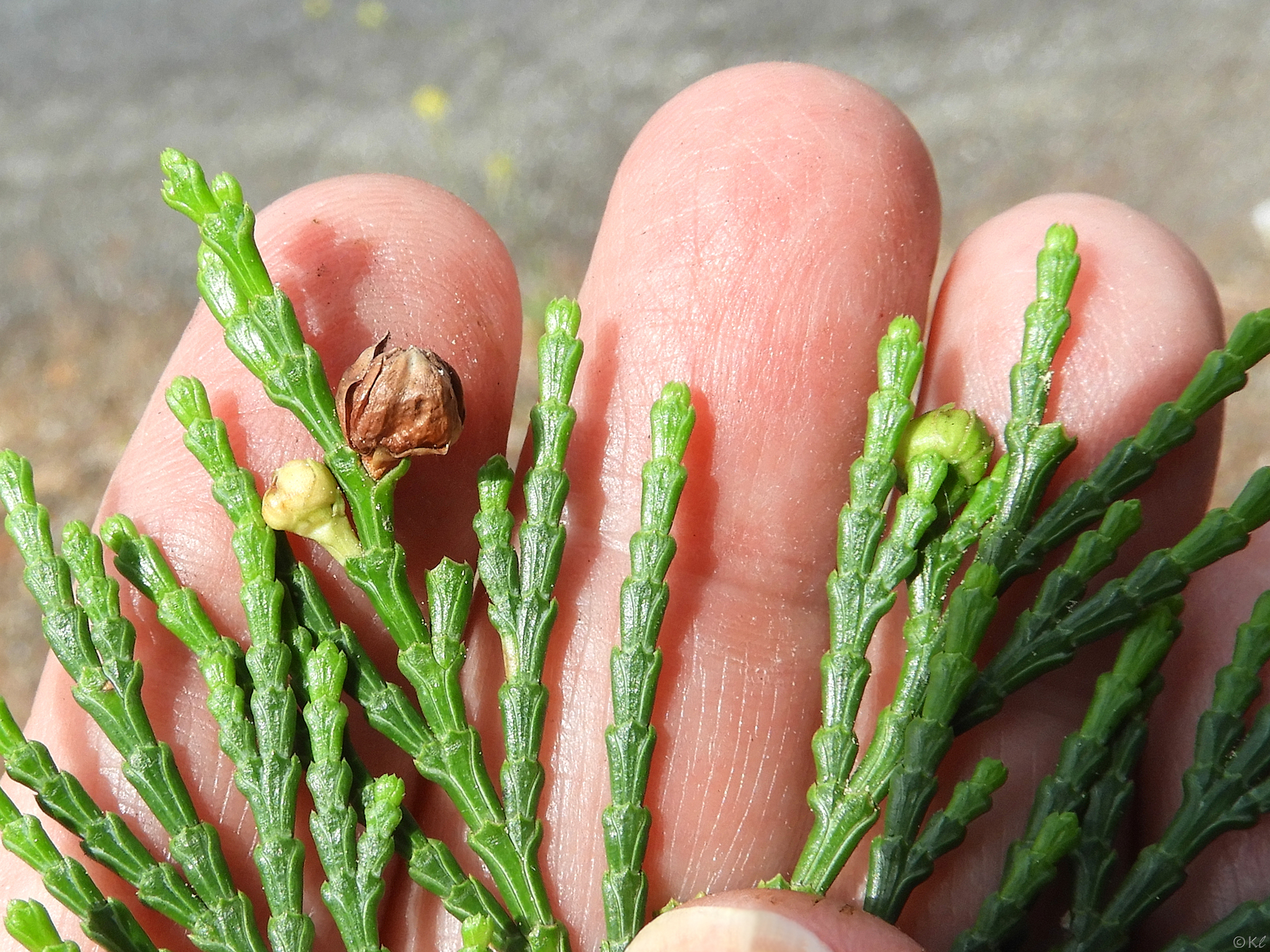 Gall image