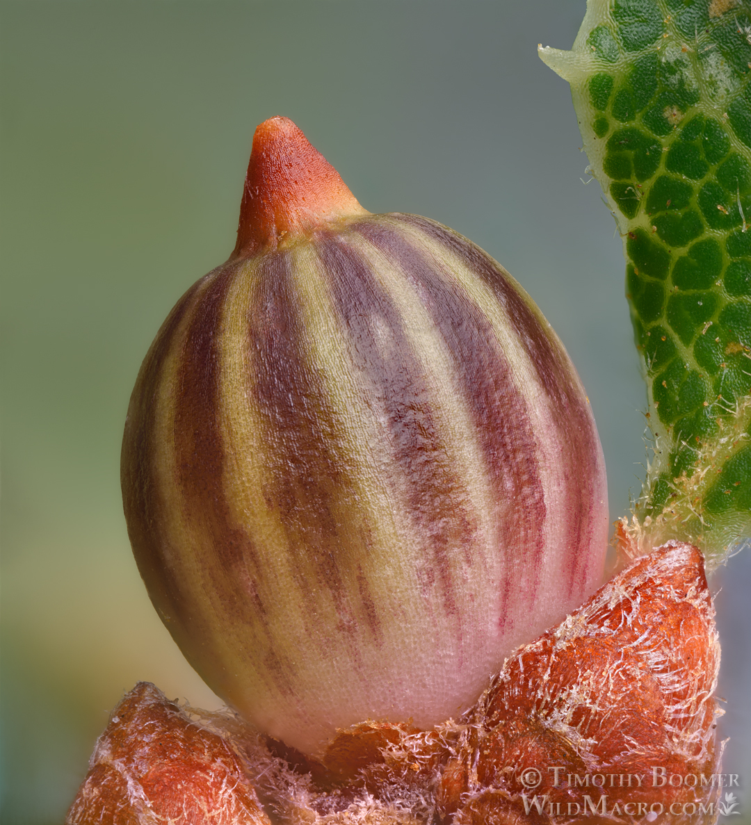 Gall image