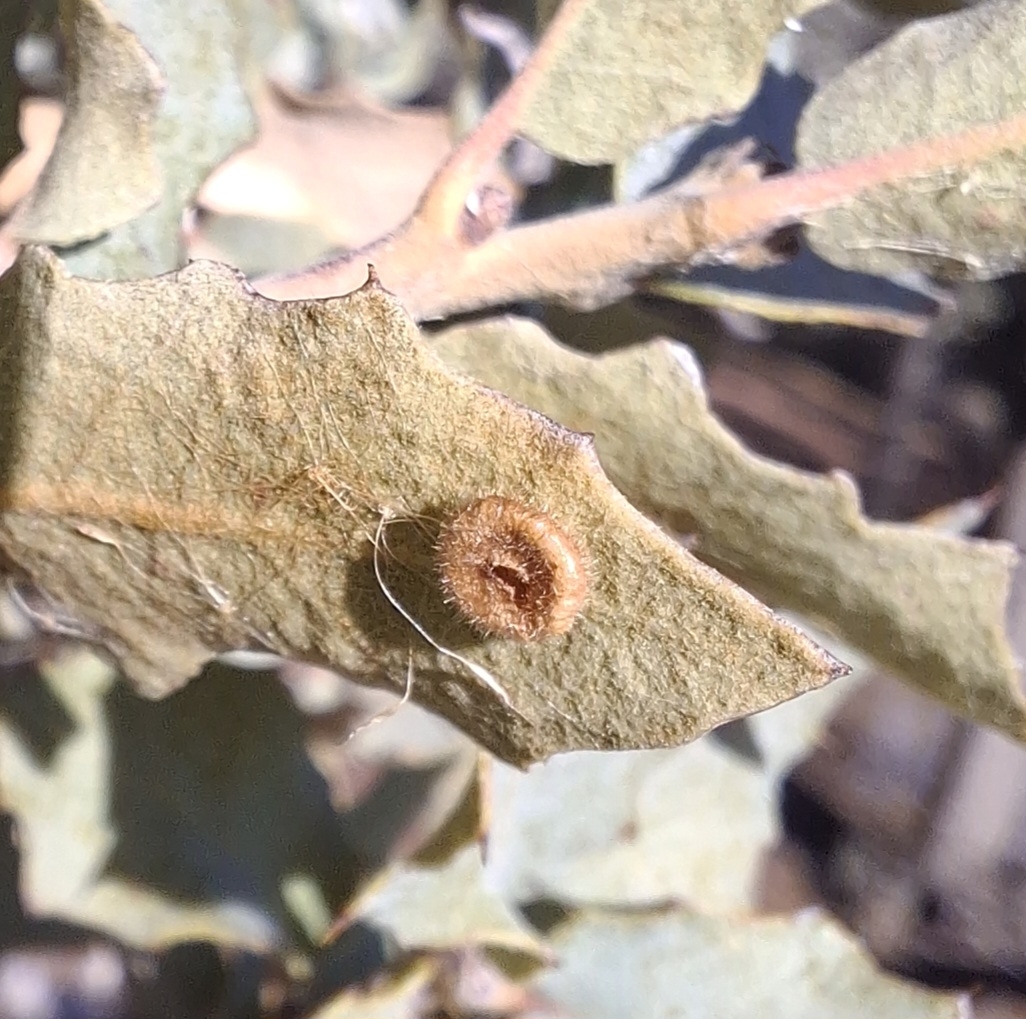 image of Dros viscidum (agamic)