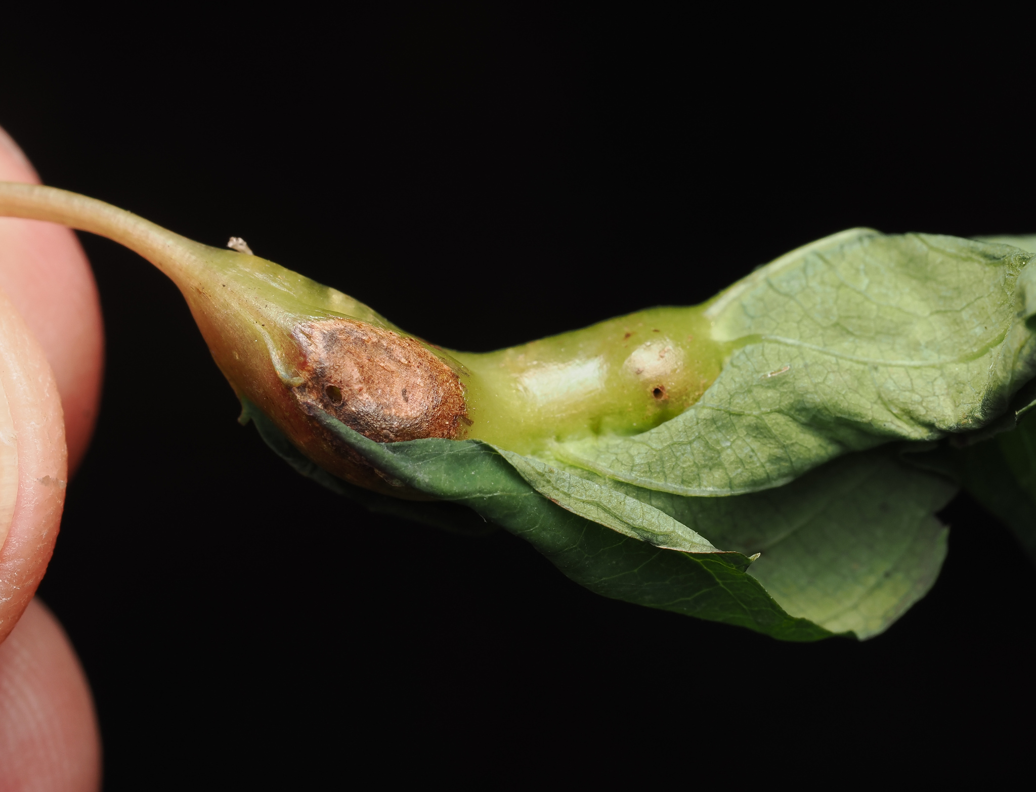 Gall image