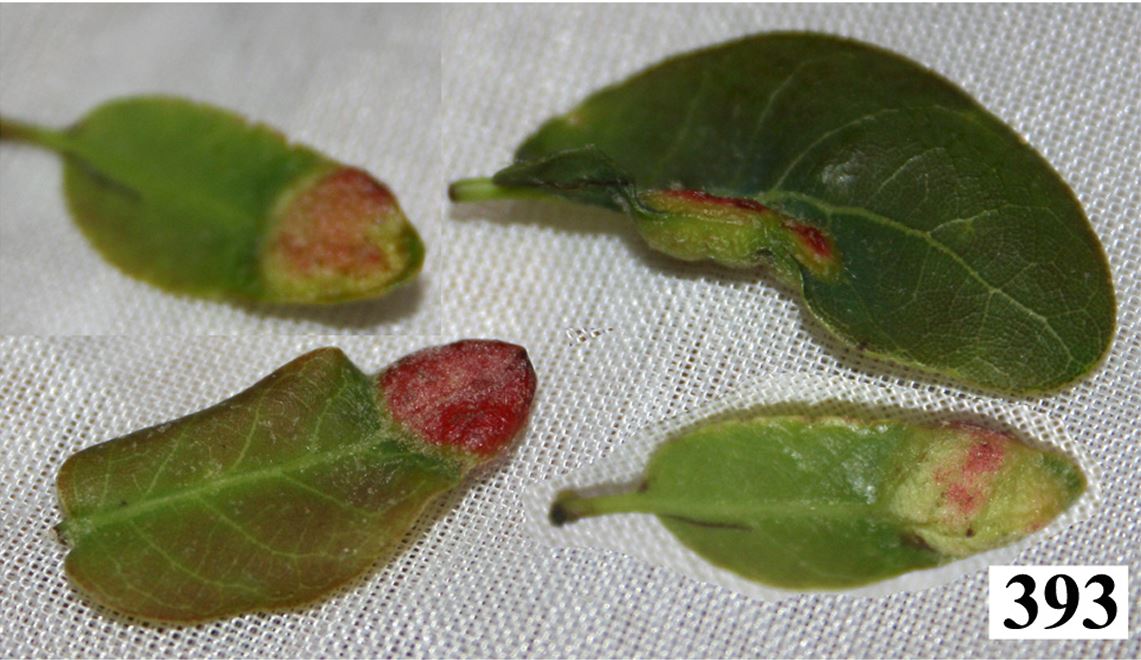 Gall image