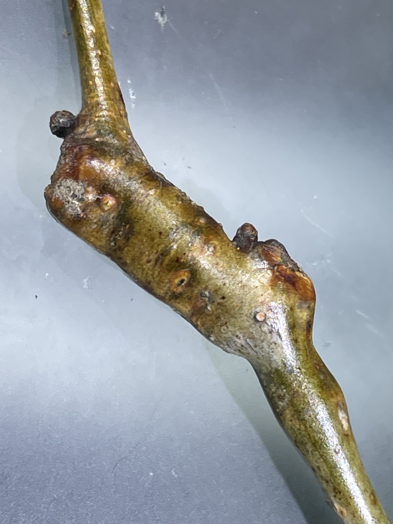 Gall image