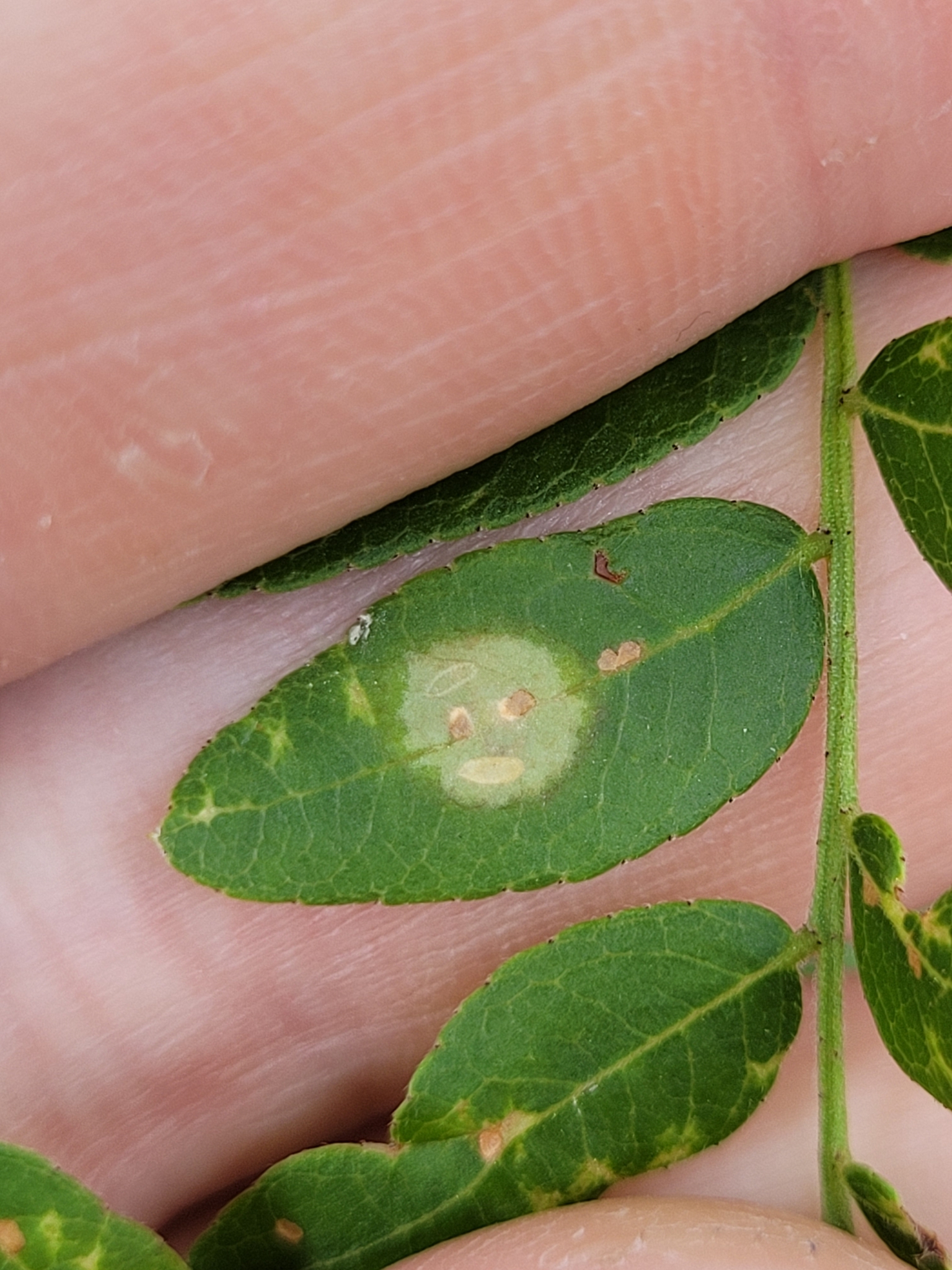 Gall image