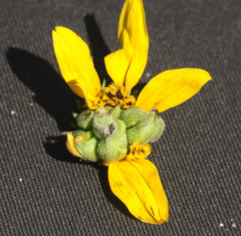 Unknown hoccidentalisflowerclustergall