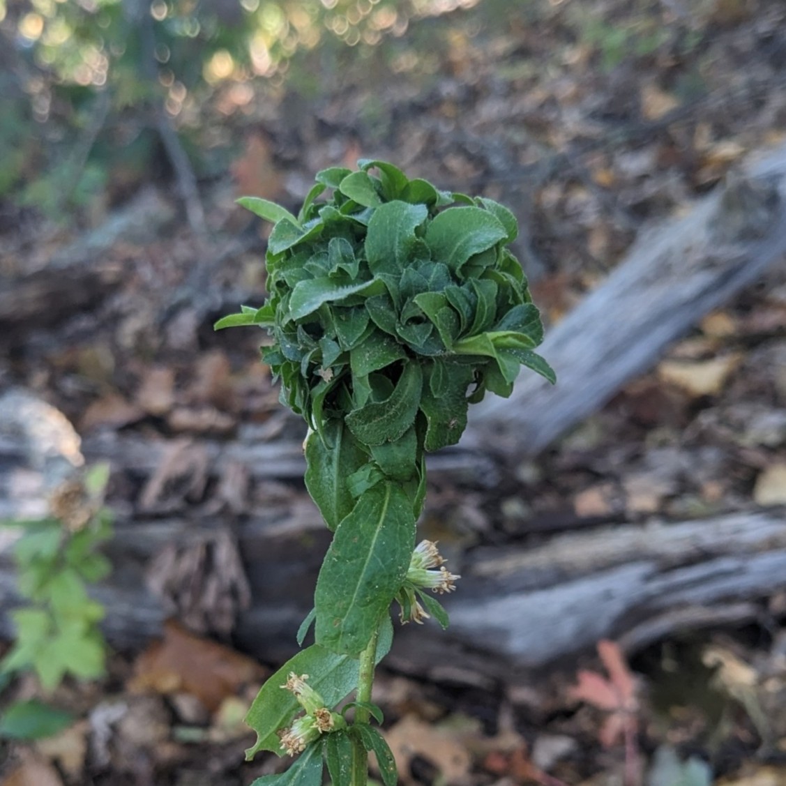 image of Asphondylia s-bicolor-bud-rosette