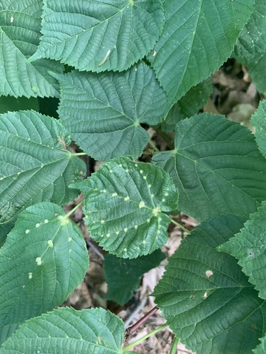 image of Eriophyes exilis