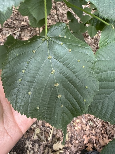 image of Eriophyes exilis