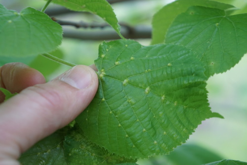 image of Eriophyes exilis
