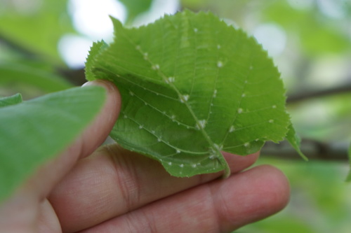 image of Eriophyes exilis