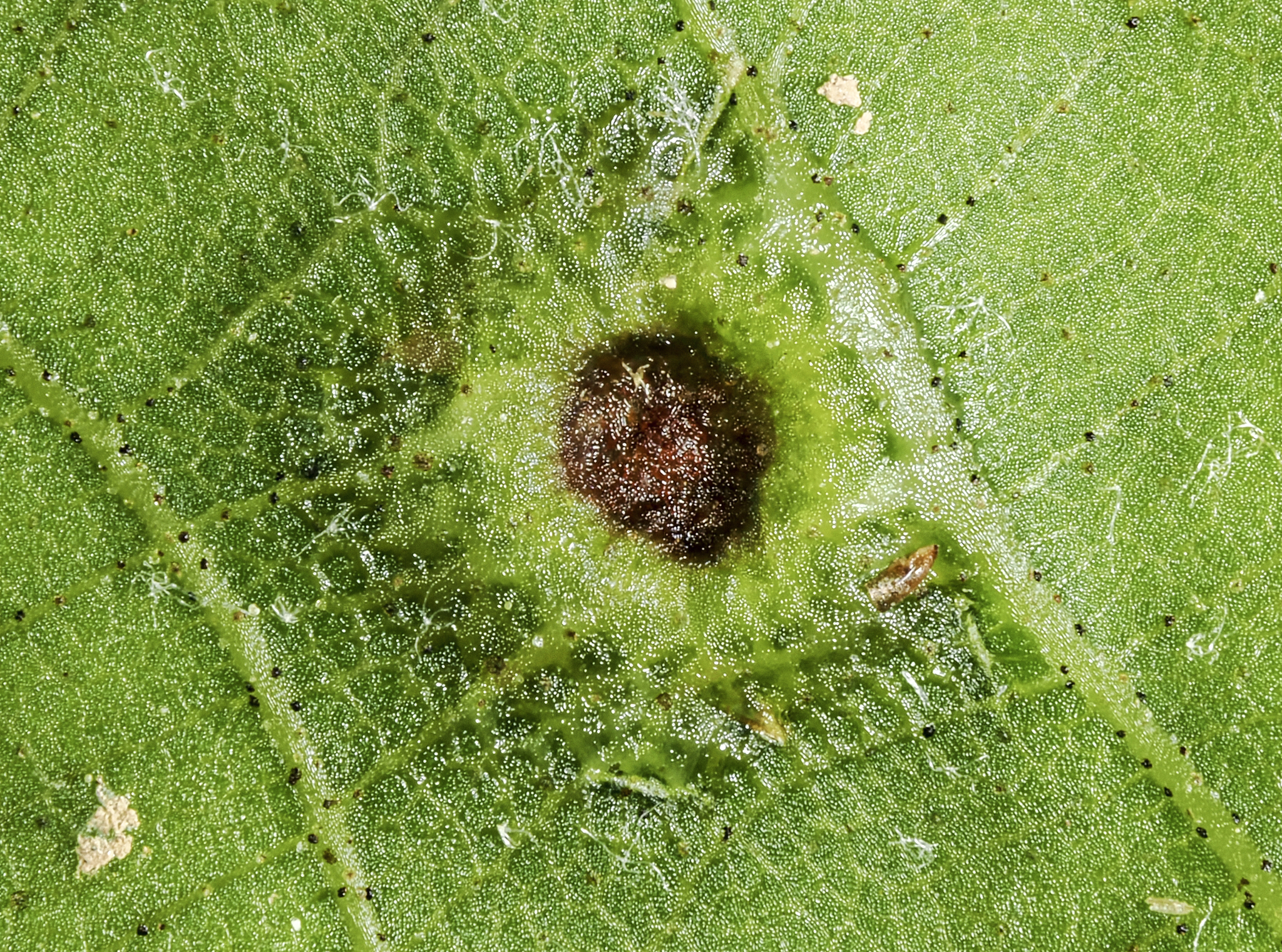 Gall image