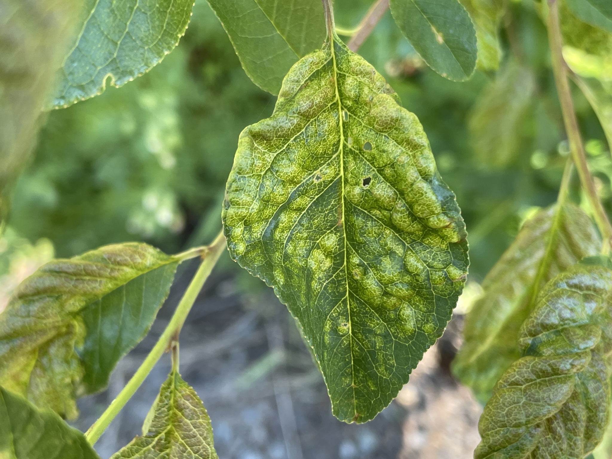 Gall image