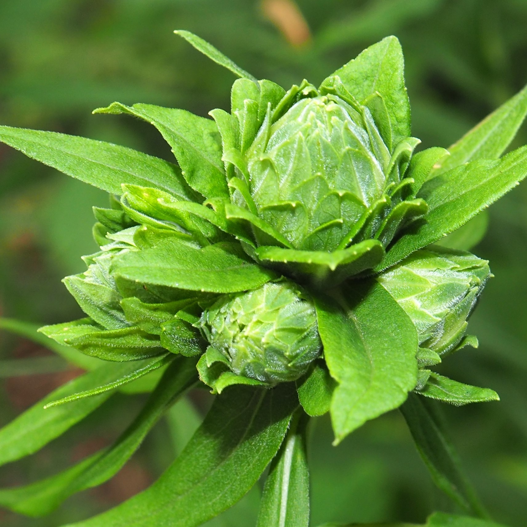Gall image
