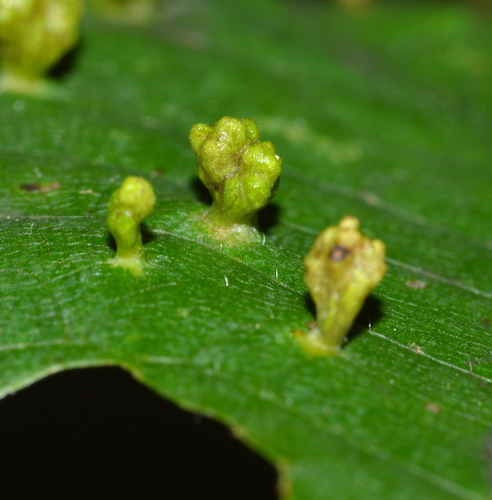 image of Phytoptus abnormis