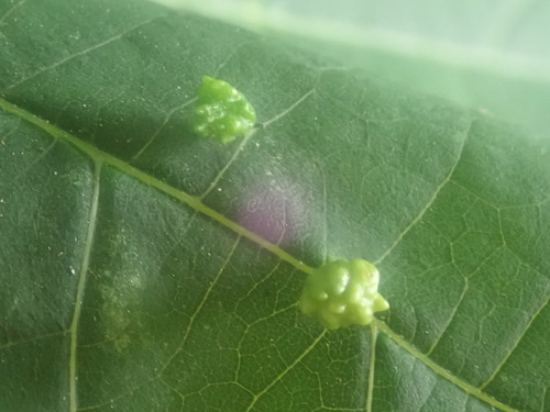 image of Phytoptus abnormis