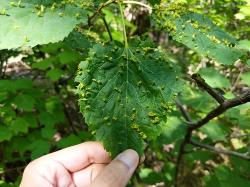 image of Phytoptus abnormis